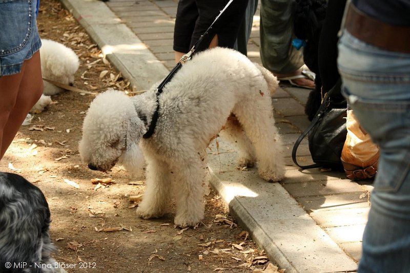 2012-07-01 B & B - Bedlington & Bichon Fun Day (280)_1500x1000.jpg